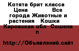 Котята брит класса › Цена ­ 20 000 - Все города Животные и растения » Кошки   . Кировская обл.,Сошени п.